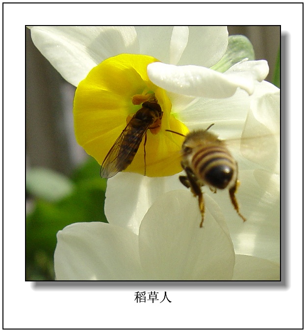 蜂之舞！！
