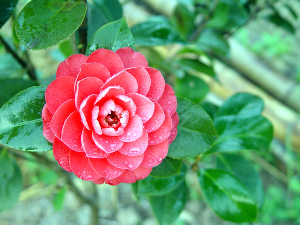 茶花