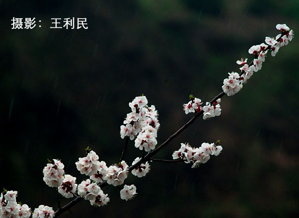 花儿开了