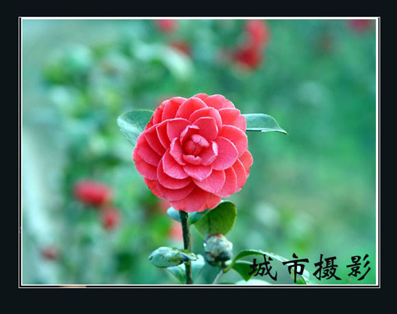 茶花（二）