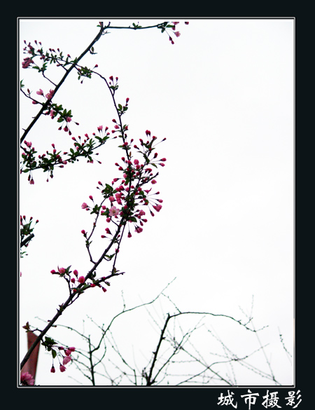 花（三）
