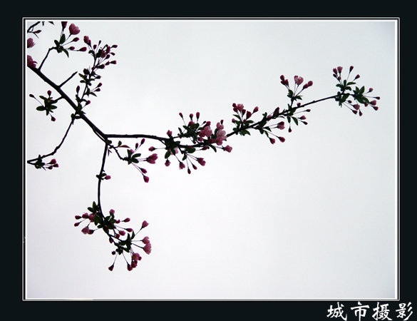 花（三）