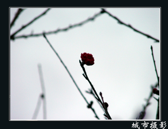 花（三）