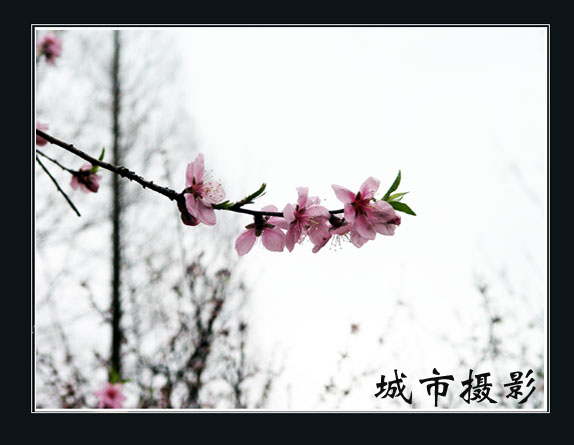 桃花