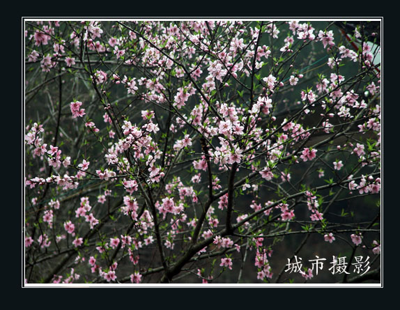 桃花
