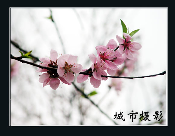 桃花