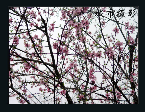 桃花