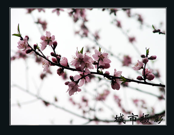 桃花
