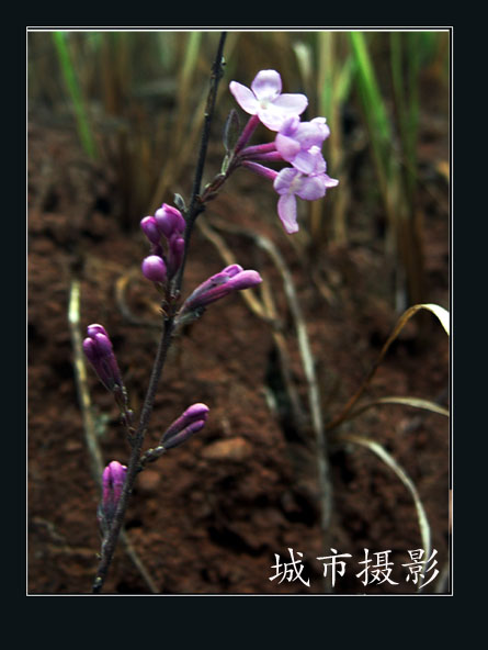 人面桃花相映红