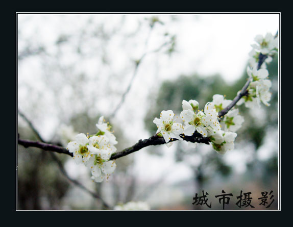 人面桃花相映红