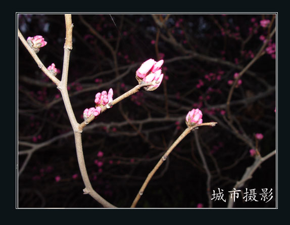 人面桃花相映红