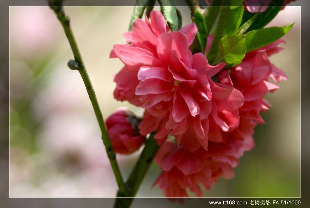 椒黄路玉环温岭驴友4月10日百丈到兴龙湾暴走 椒黄路玉环温岭驴友4月10日百丈到兴龙湾暴走
