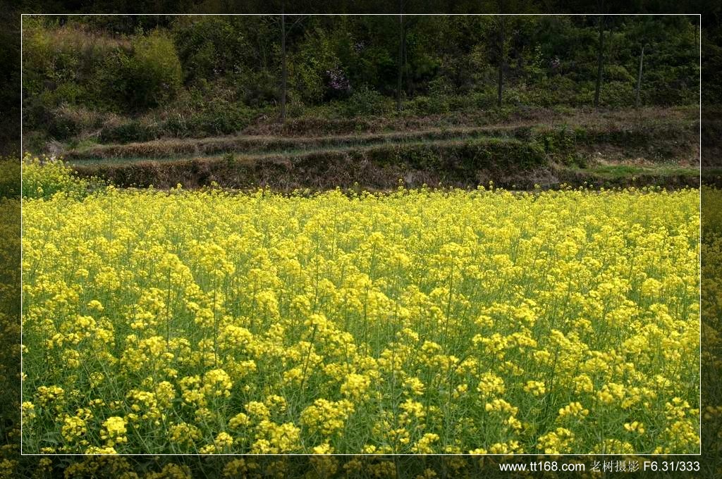 椒黄路玉环温岭驴友4月10日百丈到兴龙湾暴走 椒黄路玉环温岭驴友4月10日百丈到兴龙湾暴走
