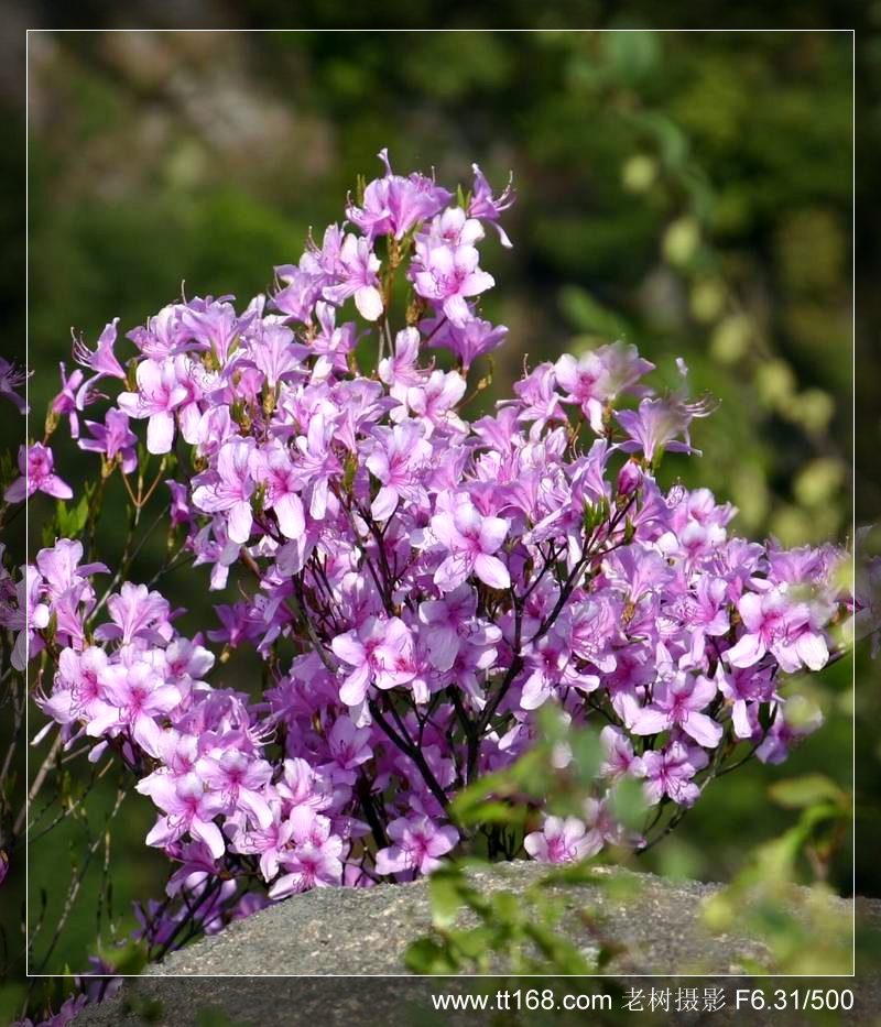 椒黄路玉环温岭驴友4月10日百丈到兴龙湾暴走 椒黄路玉环温岭驴友4月10日百丈到兴龙湾暴走