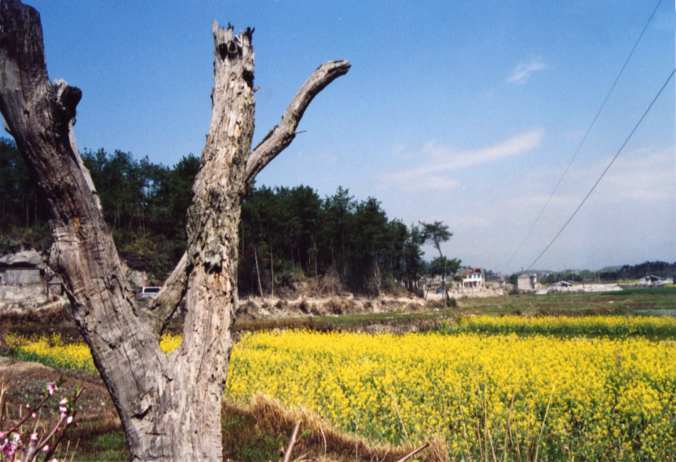 美丽春天//繁花入眼
