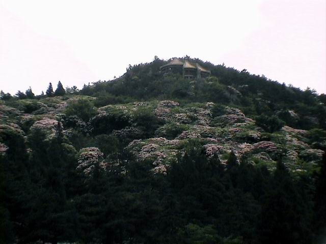 观华顶云锦杜鹃