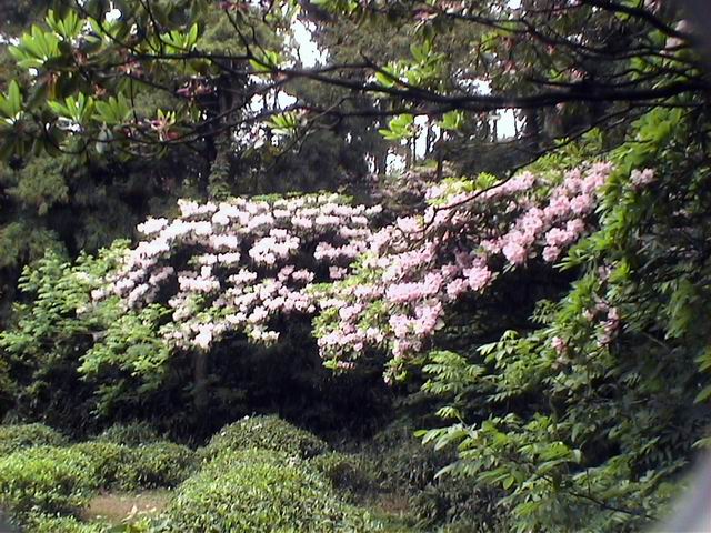 观华顶云锦杜鹃