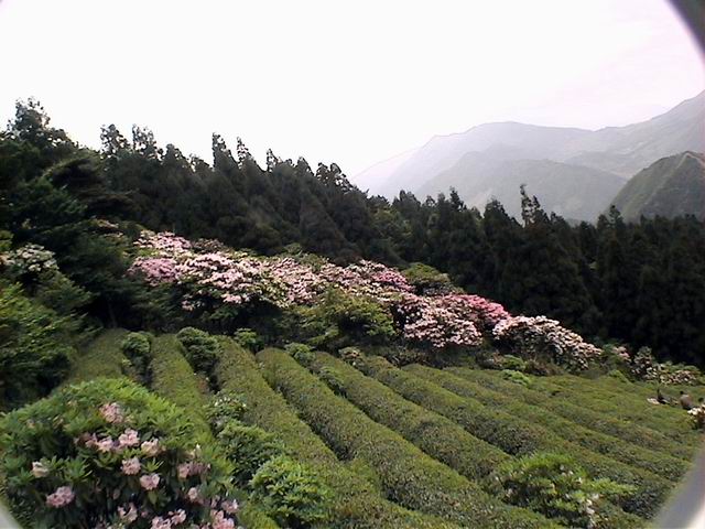 观华顶云锦杜鹃