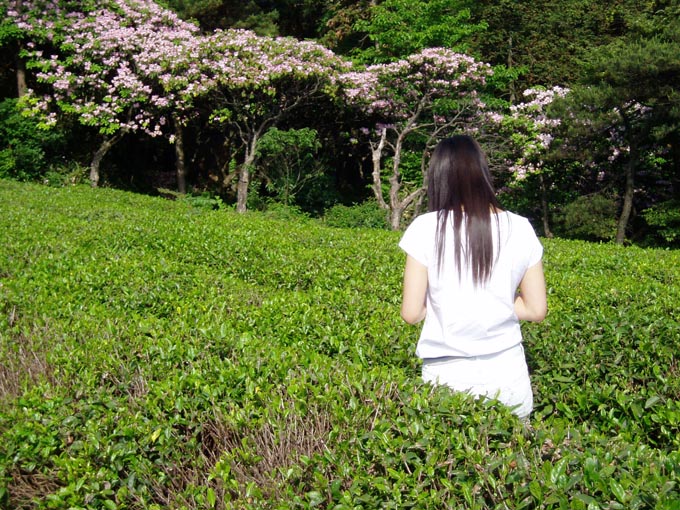 /粉饰时光/  /华顶杜鹃/