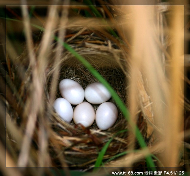 九遮山—大雷山—仙居之行图片集之二 九遮山—大雷山—仙居之行图片集之二
