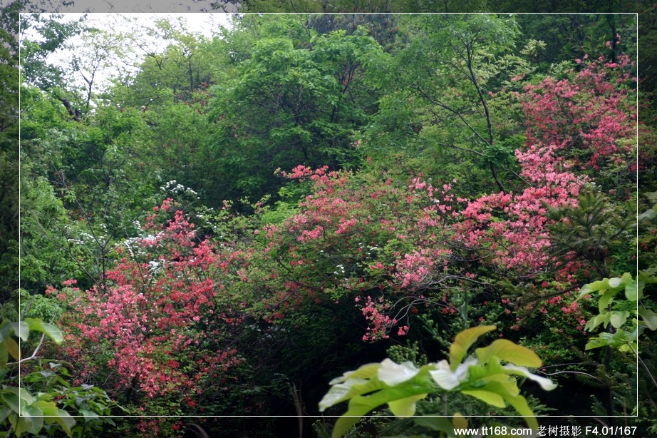 九遮山—大雷山—仙居之行图片集之二 九遮山—大雷山—仙居之行图片集之二