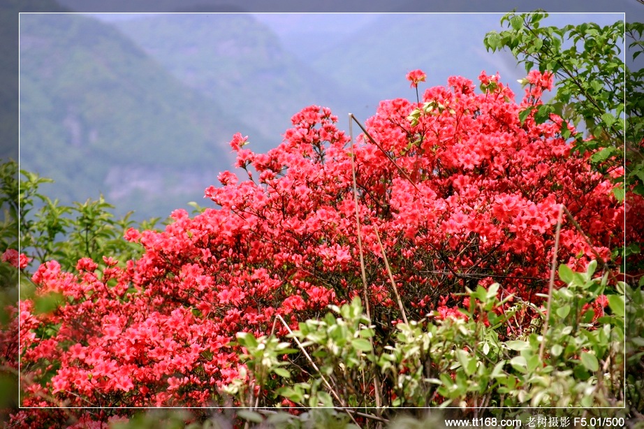 九遮山—大雷山—仙居之行图片集之二 九遮山—大雷山—仙居之行图片集之二