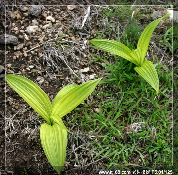九遮山—大雷山—仙居之行图片集之二 九遮山—大雷山—仙居之行图片集之二