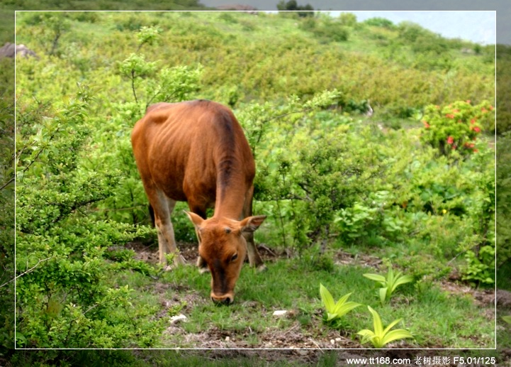 九遮山—大雷山—仙居之行图片集之二 九遮山—大雷山—仙居之行图片集之二