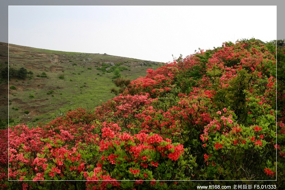 九遮山—大雷山—仙居之行图片集之二 九遮山—大雷山—仙居之行图片集之二