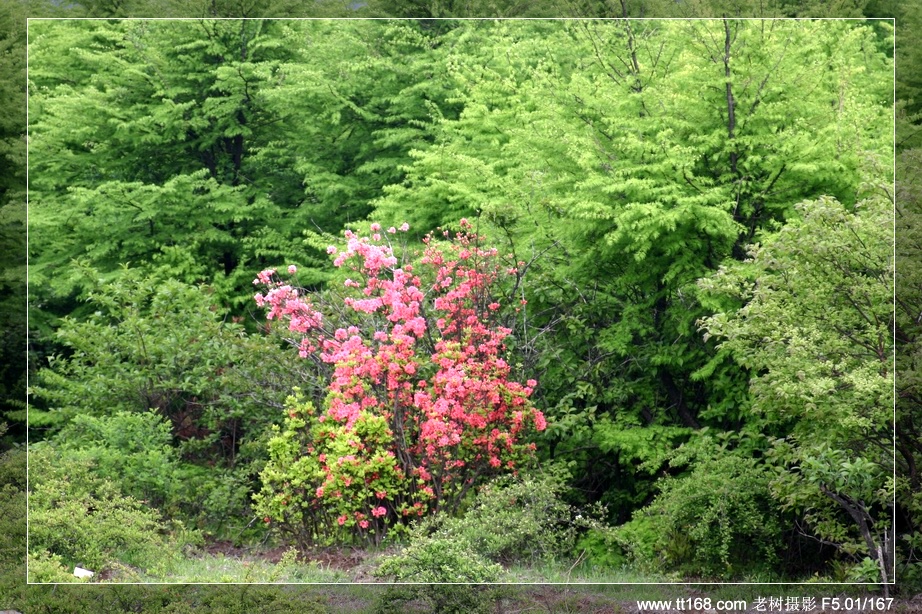 九遮山—大雷山—仙居之行图片集之二 九遮山—大雷山—仙居之行图片集之二