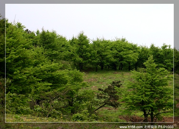 九遮山—大雷山—仙居之行图片集之二 九遮山—大雷山—仙居之行图片集之二