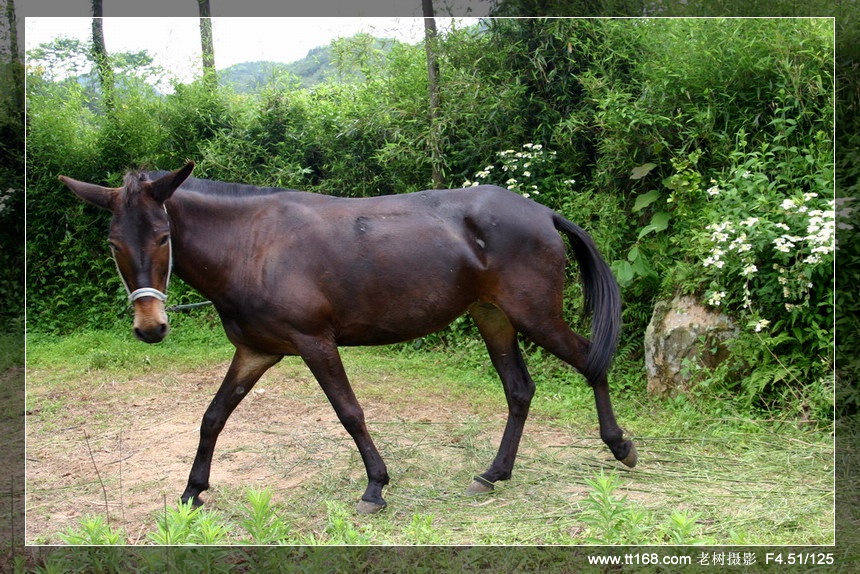 6月5-6日万年寺万马渡休闲游照片