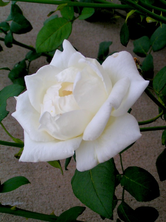 让各位久等了 陆续发苍山的图片