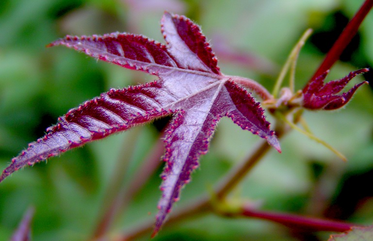 让各位久等了 陆续发苍山的图片 让各位久等了 陆续发苍山的图片