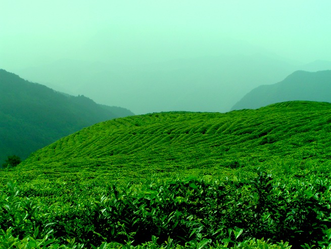 让各位久等了 陆续发苍山的图片