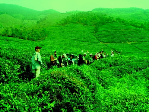 让各位久等了 陆续发苍山的图片