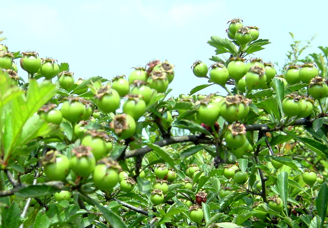 苍山顶之练习照
