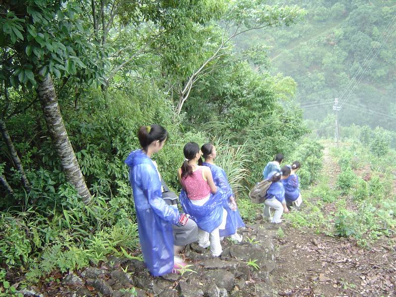 [分享]淡竹