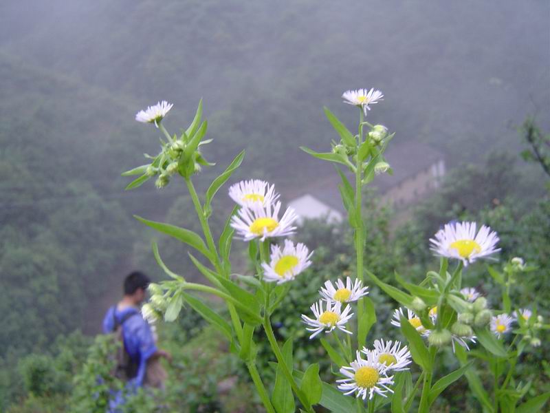 [分享]淡竹