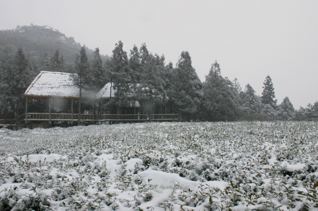 2005年的第一场雪 1.11日华顶雪世界