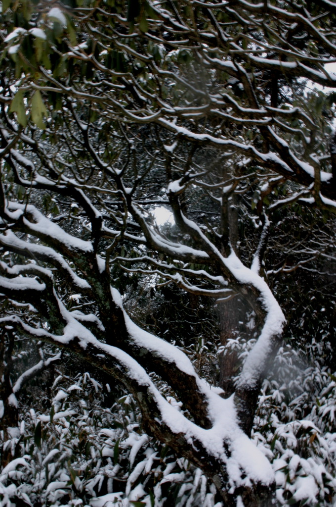 2005年的第一场雪 1.11日华顶雪世界