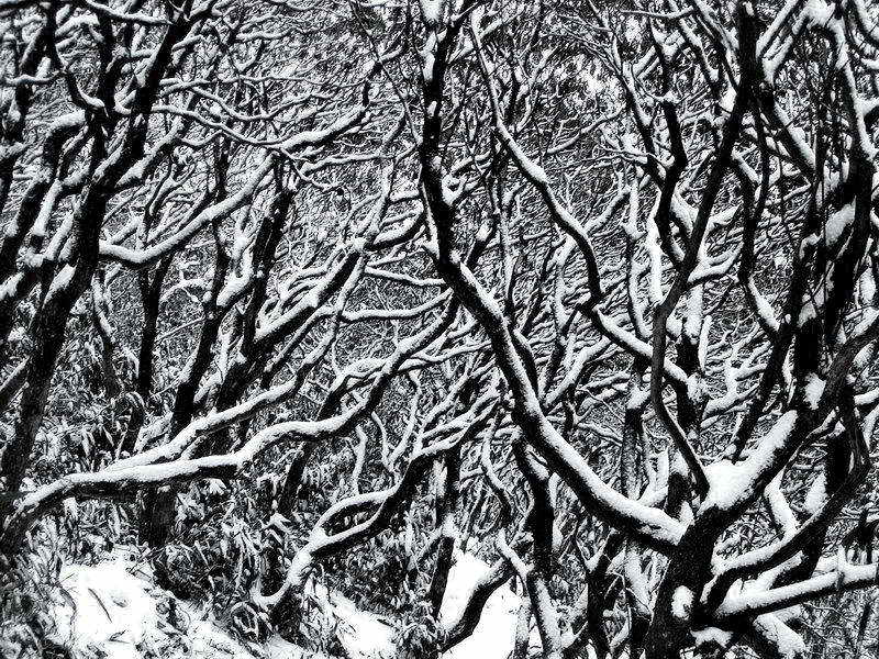 [原创]2005.1.11华顶雪景二张.