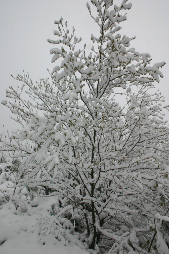 2005.11.13第二场雪