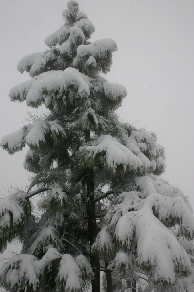 2005.11.13第二场雪