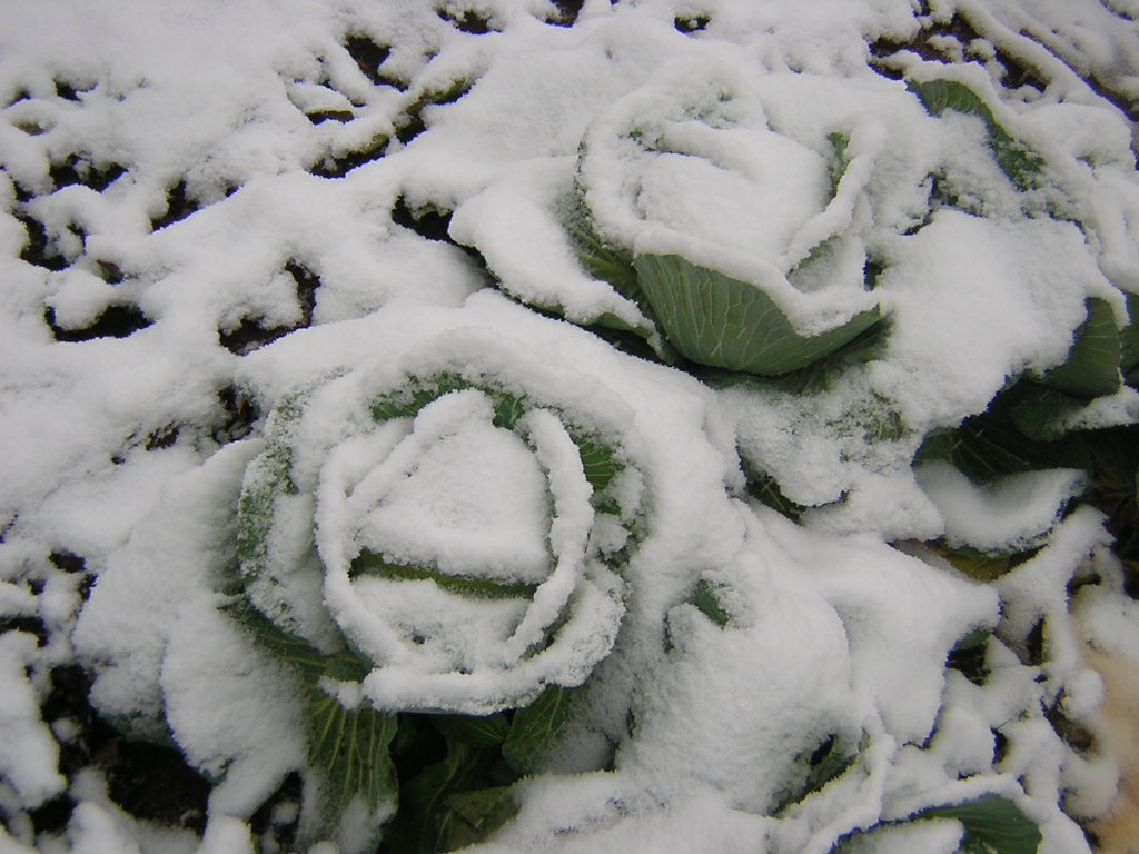 雪中的绿牡丹