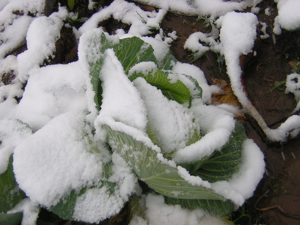 雪中的绿牡丹