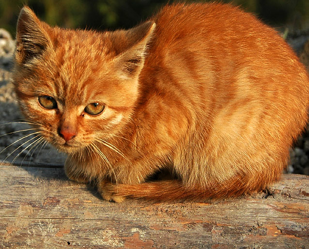 猫