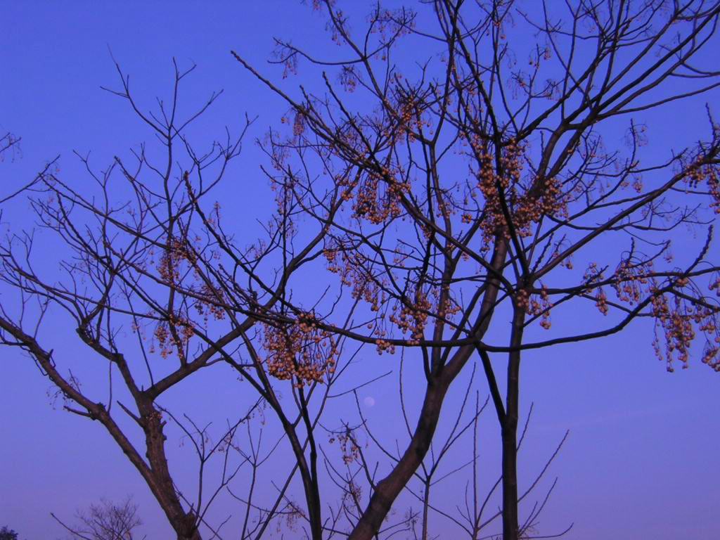 漫步夕阳西下前.(冬日田野)