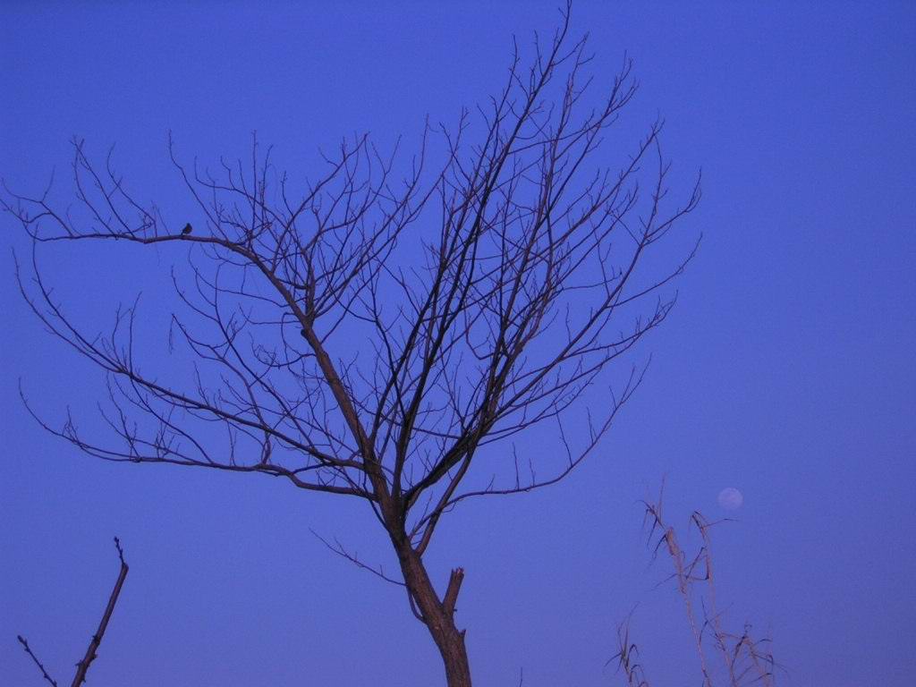 漫步夕阳西下前.(冬日田野)