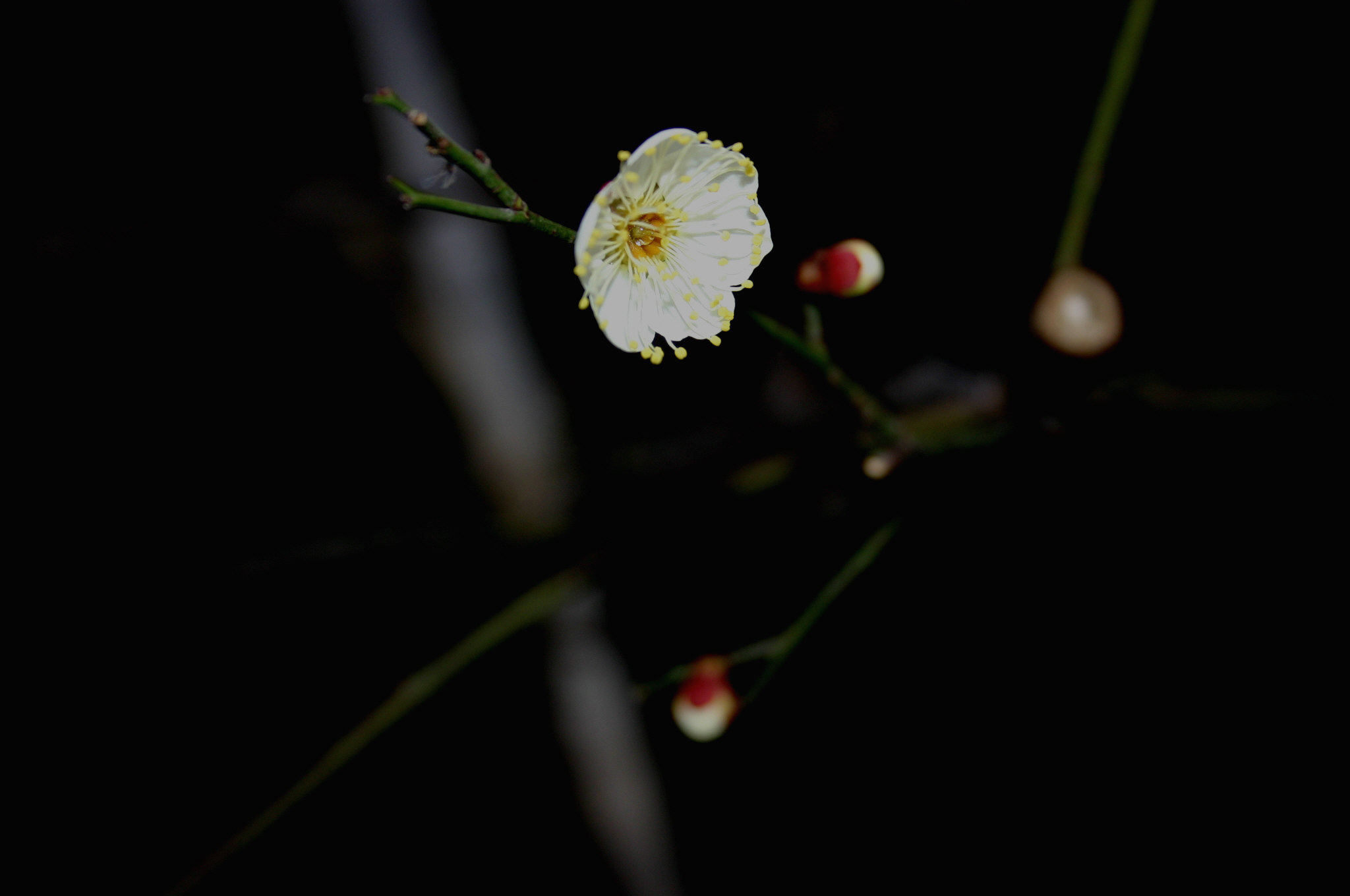 寒梅花开